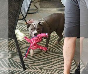 Majesty - Female American Pit Bull Terrier Dog for Adoption - Photo #3