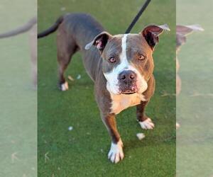 American Staffordshire Terrier Dogs for adoption in Fort Lauderdale, FL, USA