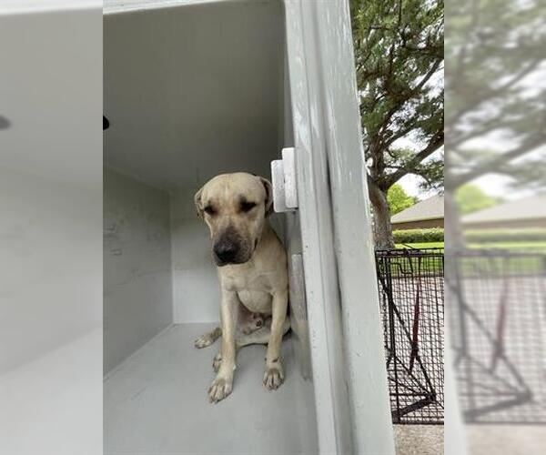 Medium Photo #1 Black Mouth Cur-Labrador Retriever Mix Puppy For Sale in Houston, TX, USA