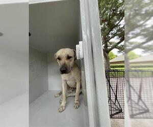 Black Mouth Cur-Labrador Retriever Mix Dogs for adoption in Houston, TX, USA