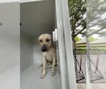 Small Black Mouth Cur-Labrador Retriever Mix