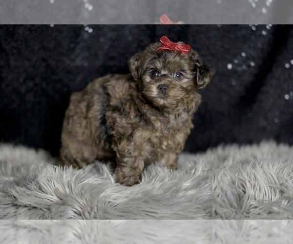 Medium Photo #91 Yorkipoo Puppy For Sale in WARSAW, IN, USA