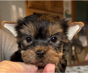 Yorkshire Terrier Puppy for Sale in SALEM, Oregon USA