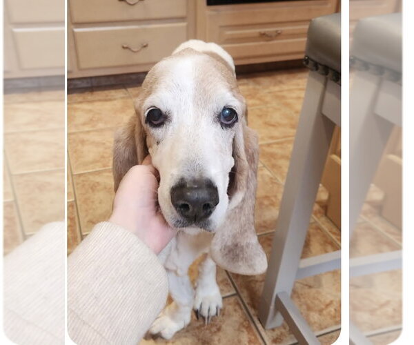 Medium Photo #1 Basset Hound Puppy For Sale in Carrollton, TX, USA