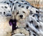 Small Photo #6 Maltese Puppy For Sale in Bon Carbo, CO, USA
