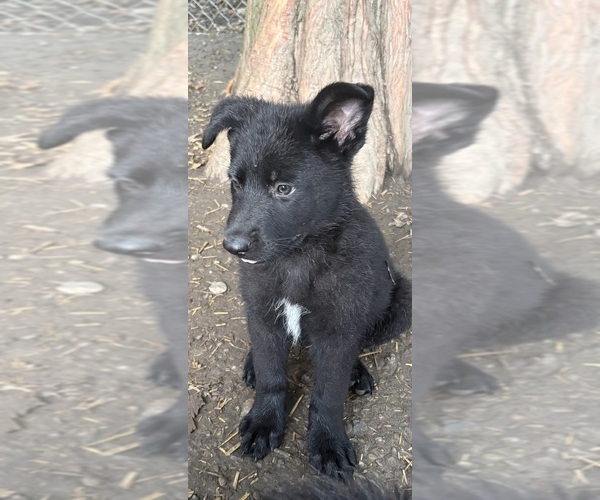 Medium Photo #5 German Shepherd Dog Puppy For Sale in PULASKI, PA, USA