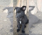 Small #4 German Shepherd Dog