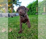 Small #1 Labrador Retriever