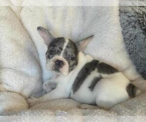 French Bulldog Puppy for sale in BOSTON, MA, USA
