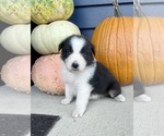 Small #6 Australian Shepherd