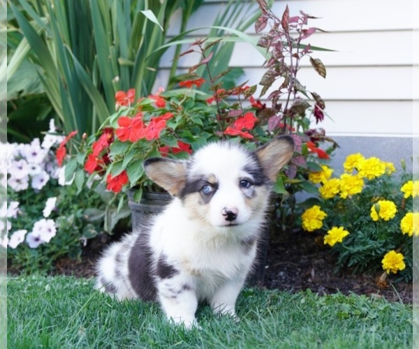 Medium Photo #3 Pembroke Welsh Corgi Puppy For Sale in PARADISE, PA, USA