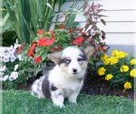 Small Photo #8 Pembroke Welsh Corgi Puppy For Sale in PARADISE, PA, USA