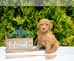 Puppy Murphy Poodle (Standard)