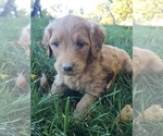 Small Photo #3 Goldendoodle Puppy For Sale in HARRISONBURG, VA, USA