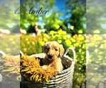 Puppy Amber Goldendoodle