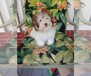 Havanese Puppy for sale in WINSTON-SALEM, NC, USA