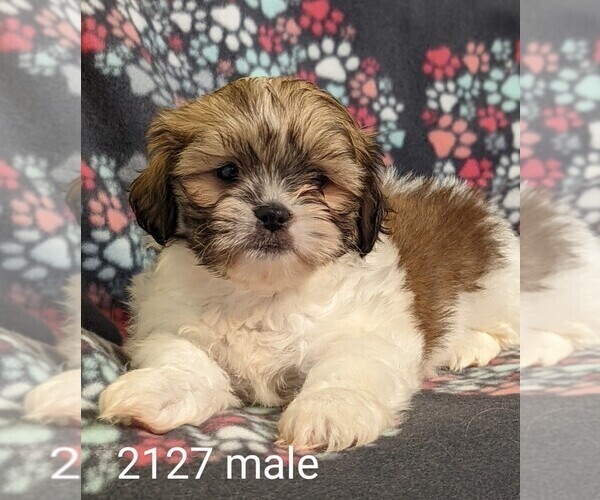 Medium Photo #7 Zuchon Puppy For Sale in CLARE, IL, USA