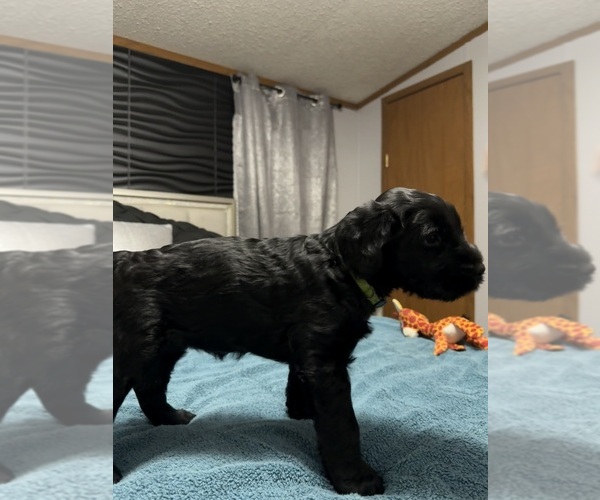 Medium Photo #16 Schnauzer (Giant) Puppy For Sale in BAXLEY, GA, USA