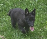 Small #10 German Shepherd Dog