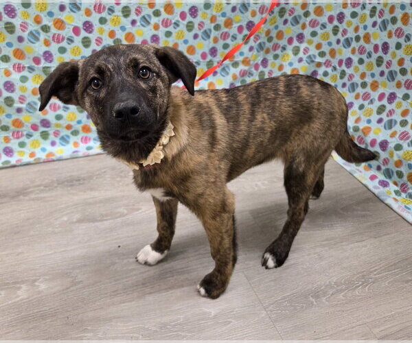 Medium Photo #4 Anatolian Shepherd-Unknown Mix Puppy For Sale in Attalka, AL, USA