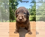 Puppy Orange Labrador Retriever