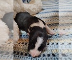 Small Photo #130 Border Collie Puppy For Sale in NORBORNE, MO, USA