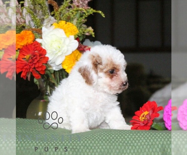 Medium Photo #5 Poodle (Toy) Puppy For Sale in NORTH EAST, MD, USA