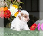 Fritz - Male Poodle (Toy) Puppy for Sale - Photo #5