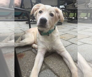 Golden Labrador Dogs for adoption in Chester, NJ, USA