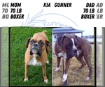 Small Photo #1 Boxer Puppy For Sale in GOSHEN, IN, USA