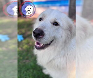Great Pyrenees Dogs for adoption in Spring, TX, USA