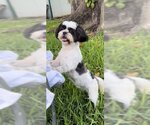 Small Photo #5 Shih Tzu Puppy For Sale in Weston, FL, USA