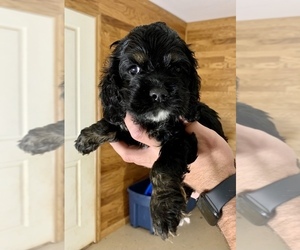 Cocker Spaniel Puppy for sale in BISHOP, GA, USA