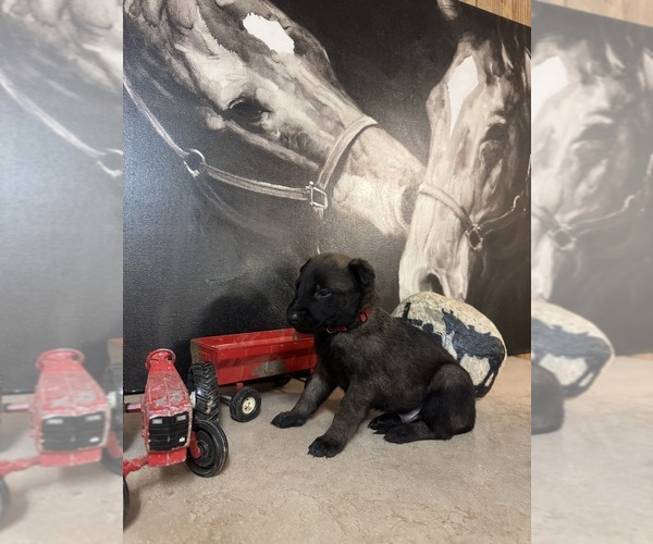 Medium Photo #8 Belgian Malinois Puppy For Sale in MENASHA, WI, USA