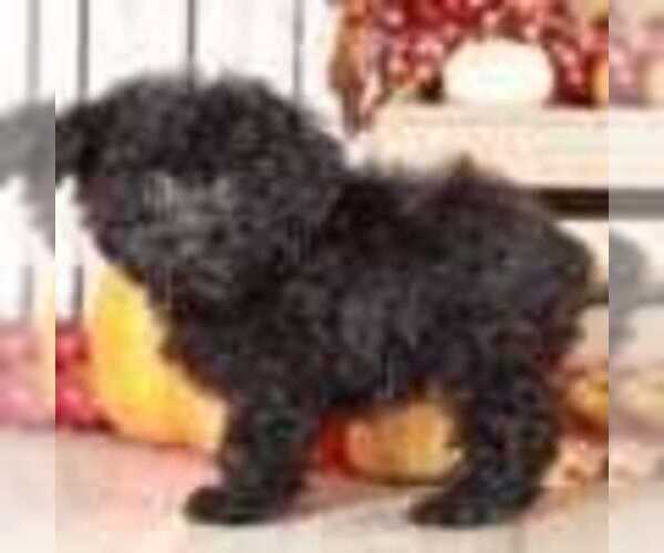 Medium Photo #2 Poodle (Miniature) Puppy For Sale in MOUNT VERNON, OH, USA