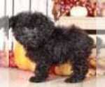 Small Photo #2 Poodle (Miniature) Puppy For Sale in MOUNT VERNON, OH, USA