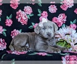 Small Photo #4 Labrador Retriever Puppy For Sale in NEW HOLLAND, PA, USA