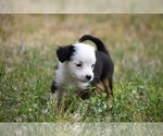 Small Photo #2 Miniature Australian Shepherd Puppy For Sale in PALM COAST, FL, USA