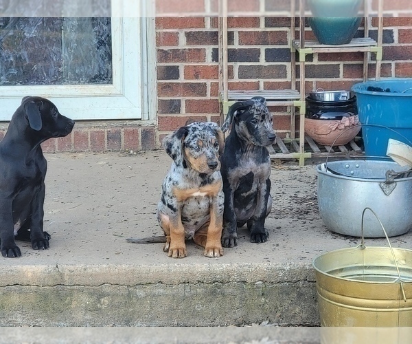 Medium Photo #3 Catahoula Leopard Dog Puppy For Sale in CLAREMONT, NC, USA
