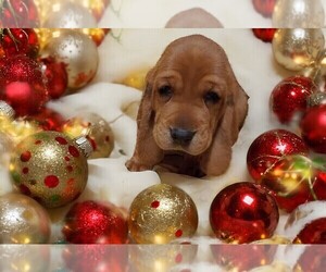 Basset Hound Puppy for sale in SALEM, WV, USA
