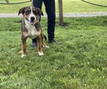 Small Photo #1 Australian Cattle Dog-Great Pyrenees Mix Puppy For Sale in NEW WILMINGTON, PA, USA