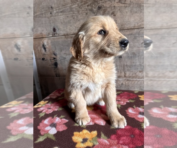 Medium Photo #14 Golden Retriever Puppy For Sale in VERMONTVILLE, MI, USA