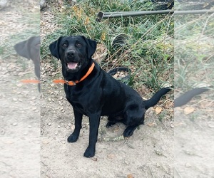 Father of the Labrador Retriever puppies born on 06/10/2025