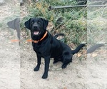 Small Photo #1 Labrador Retriever Puppy For Sale in LOVELADY, TX, USA