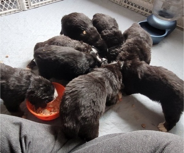 Medium Photo #7 Bernese Mountain Dog Puppy For Sale in LANSING, MI, USA
