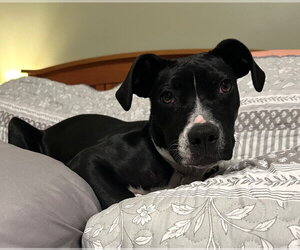 Boston Huahua Dogs for adoption in Wakefield, RI, USA