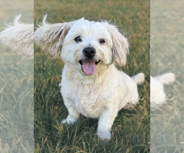 Medium Photo #1 Maltese-Unknown Mix Puppy For Sale in Newport Beach, CA, USA