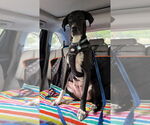 Small #7 Great Dane