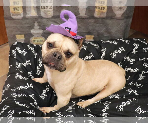 Medium Photo #3 Free-Lance Bulldog Puppy For Sale in Victorville, CA, USA
