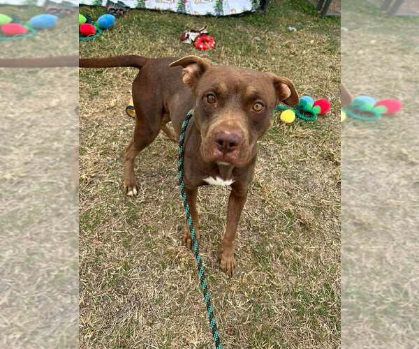 Medium Photo #2 Mutt Puppy For Sale in Abbeville, LA, USA